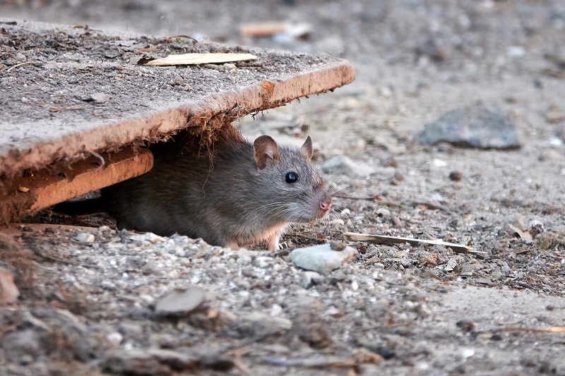 Skąd się biorą szczury w piwnicach?