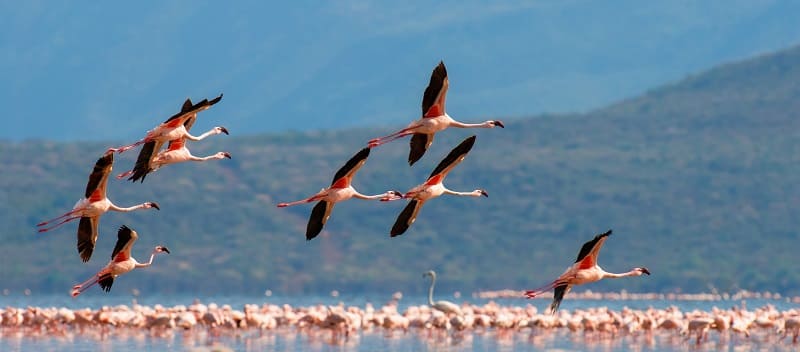 flamingi Namibia